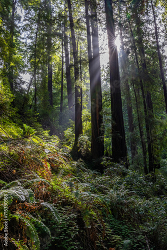 Fototapete Sunbeams pierce through a redwood forest