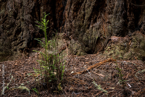 A Sequoia sprout grows at the foot of a sequoia