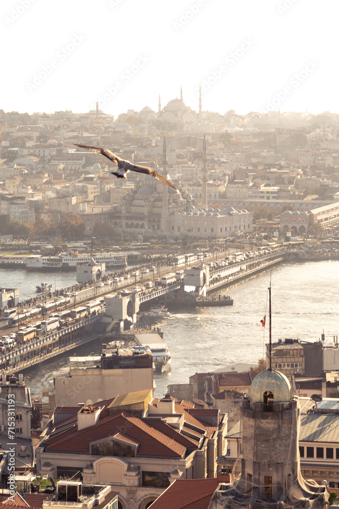 Seagull and Istanbul's cityscape and Bosphorus, during golden hour Seagull and Istanbul's cityscape and Bosphorus, during golden hour