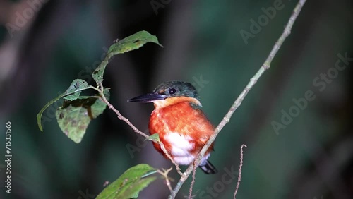 a Pygmy Kingfisher rets on a branch a night photo