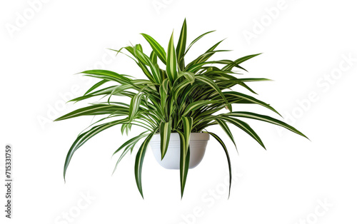 Green Delicacy of Spider Plant Offshoots in Your Home on a White or Clear Surface PNG Transparent Background.