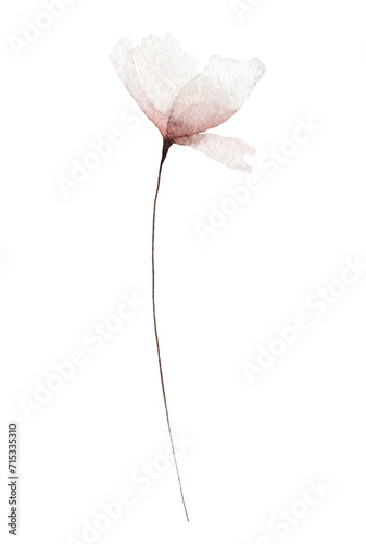 Watercolor floral delicate blush pink poppy wild flower. 