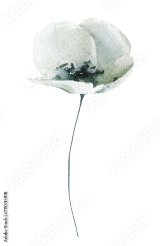 Watercolor floral delicate gray, blue and black wild poppy flower. Hand drawn illustration. 