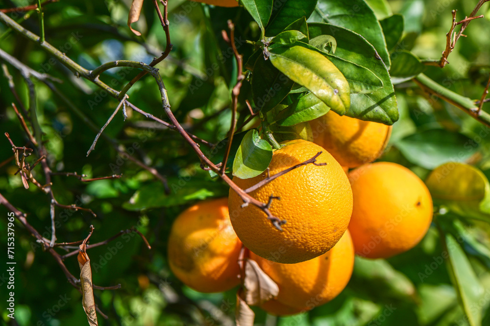 oranges ripen in an orange garden in the Mediterranean 3