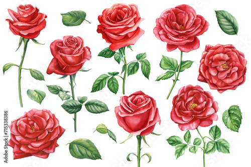 Red rose watercolor painting vintage flower isolated background, botanical floral illustration. Flora botanic summer set