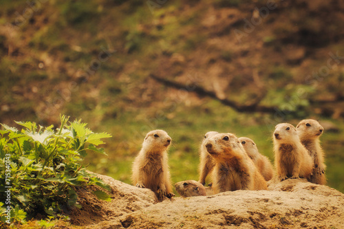 Obraz na plátně Präriehund - Erdhörnchen - Nagetier -  Pelz - Pelzig - Tier - Animal - Cute Prai