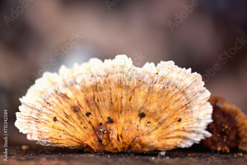 Bracket fungus growing on a tree log