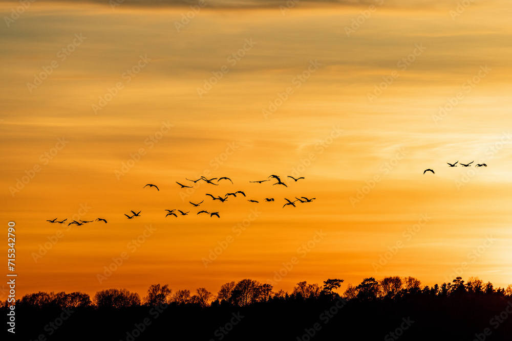 Sunset with a flock of cranes at the sky