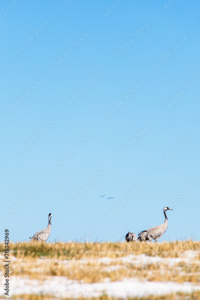 Cranes on a hill with snow at springtime Cranes on a hill with snow at springtime