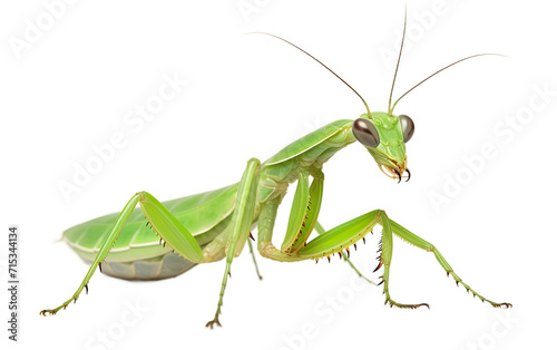 Dance of Precision and Grace as Portrayed by a Praying Mantis on a White or Clear Surface PNG Transparent Background.