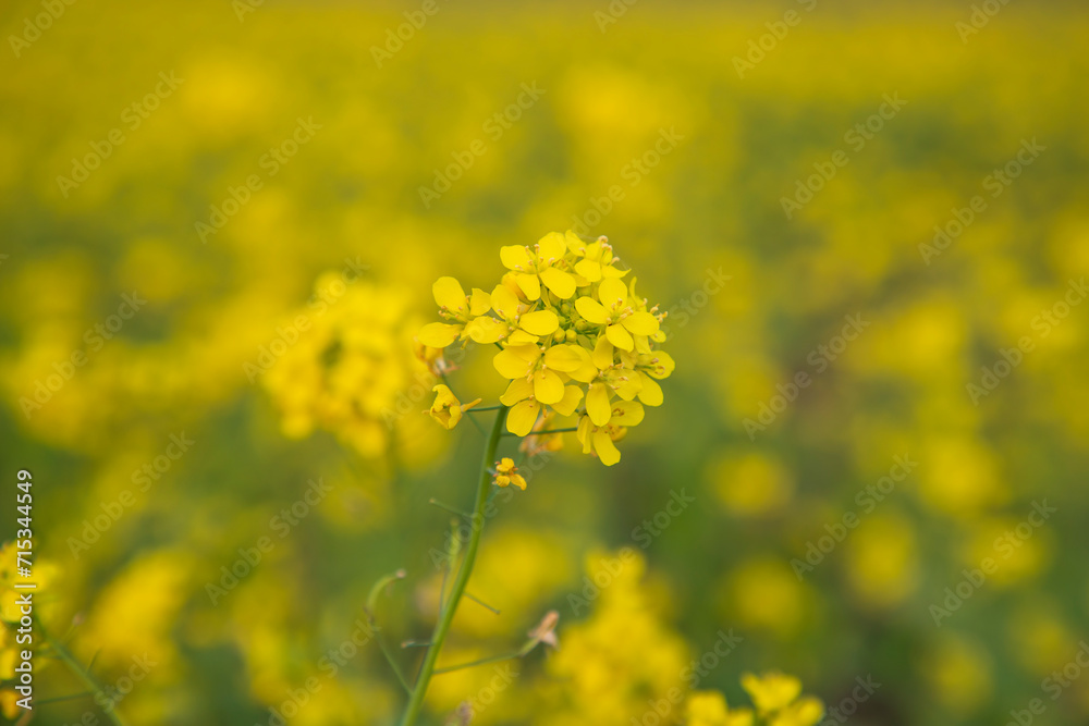Close-up Focus A Beautiful Blooming Yellow rapeseed flower with blurry background Close-up Focus A Beautiful Blooming Yellow rapeseed flower with blurry background