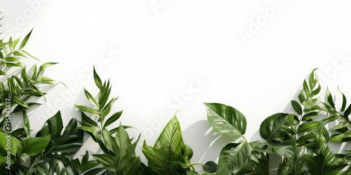 green grass frame,,Green plant leaves frame background.White background topped with lots of green leaf graphic resource 