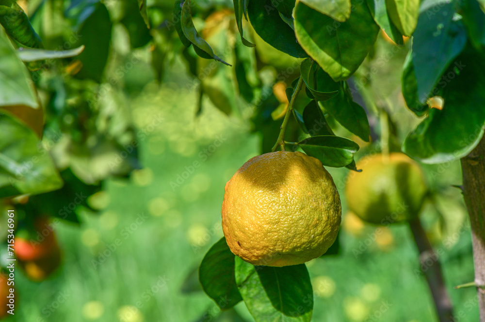 oranges ripen in an orange garden in the Mediterranean 22