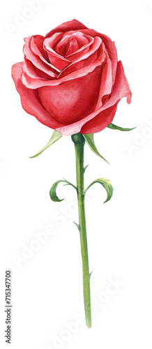 Red rose beautiful flower, isolated white background, watercolor botanical painting floral illustration. Amazing Flower