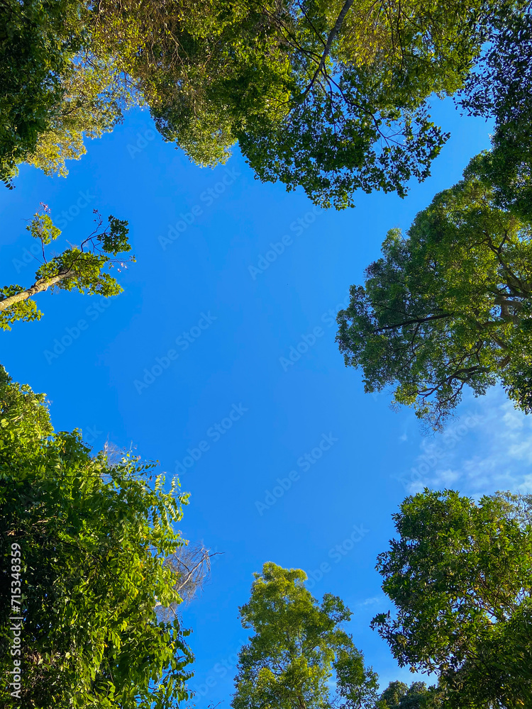 Obraz premium trees and sky