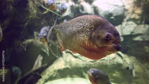 Predatory hungry freshwater red bellied piranha fish swimming in Amazon river water in South America jungle. Flock of piranhas close-up view. 4k super slow motion raw cinematic footage photo