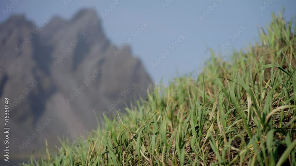 Grass on a hill blowing in the wind with magnificent Mount Vestrahorn in the distance on the Icelandic coast Grass on a hill blowing in the wind with magnificent Mount Vestrahorn in the distance on the Icelandic coast