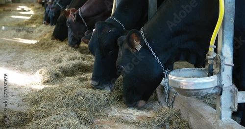 Canadian cow cattle in row eating in stall and rumining hay with tongue and mouth - slow camera movement photo