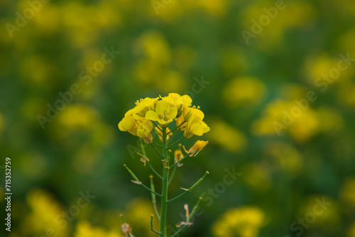 Close-up Focus A Beautiful  Blooming  Yellow rapeseed flower with blurry background