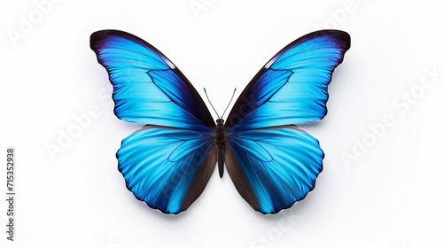 Graceful Blue Butterfly with Vibrant Wings, Flying Over a White Background - Nature's Elegance Captured in a Delicate Insect
