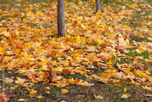 fallen leaves near the tree