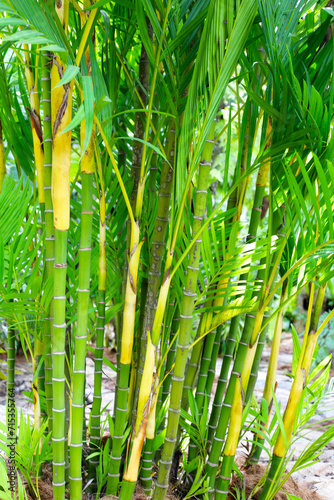 Yellow palm or Areca palm