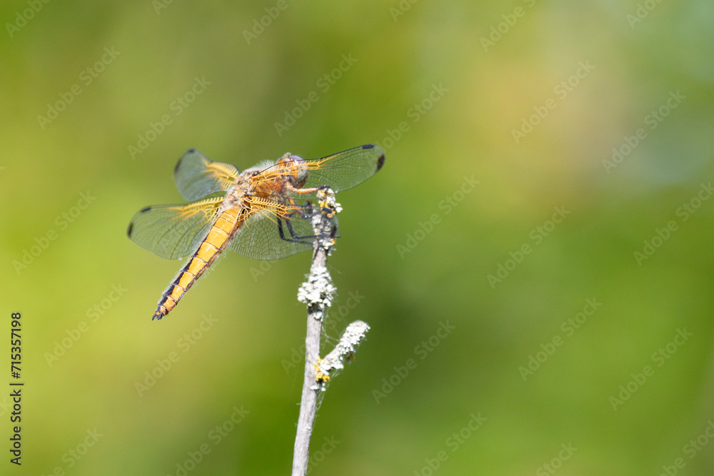 Dragonfly sits on dry grass on a green background close up Dragonfly sits on dry grass on a green background close up