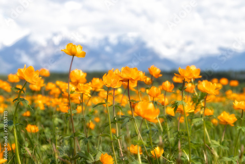 Blooming orange Trollius and mountains on the summer day