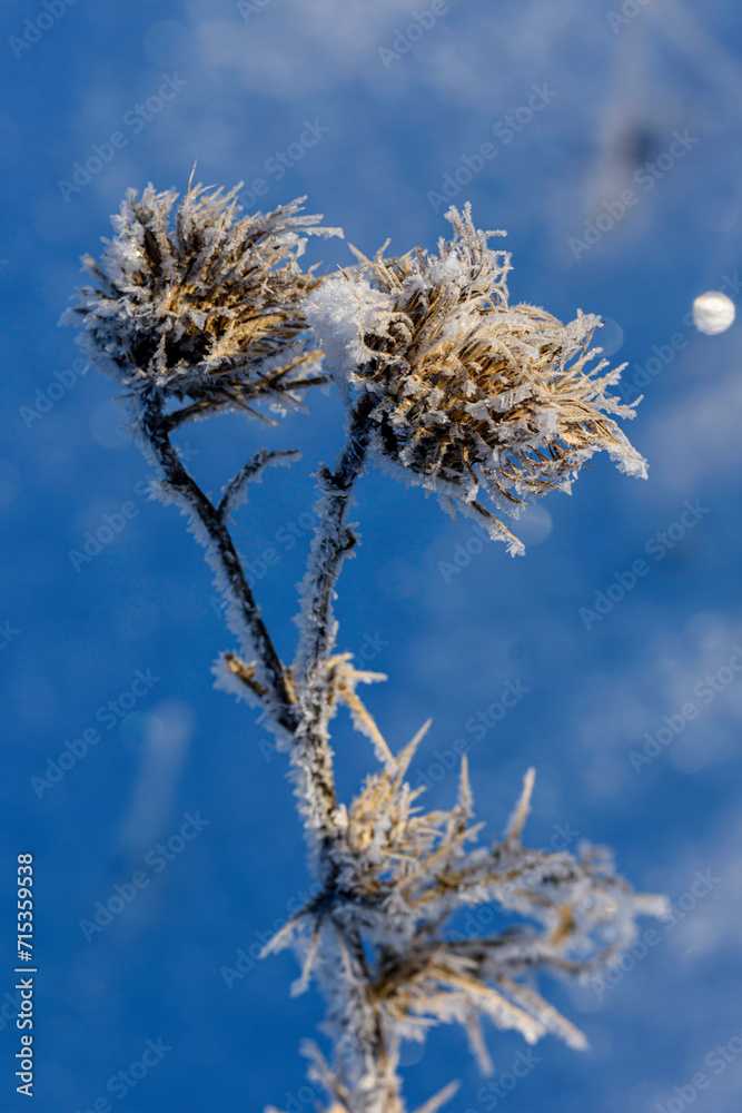 Fototapeta premium grass in the snow