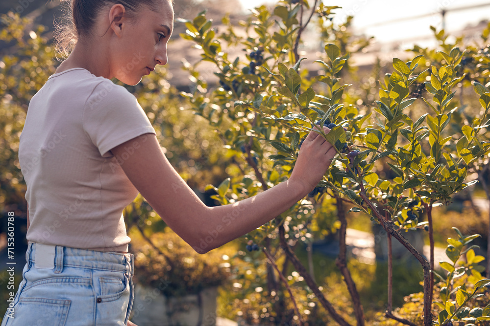 Φωτογραφία Teenager picking blueberries on a family farm as a summer part-time job