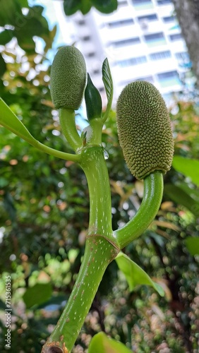 Jackfruit starting to growing 