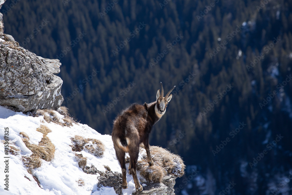 Black goat in the mountains wildlife in Romania. Black goat in the mountains wildlife in Romania.