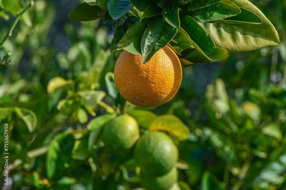 oranges ripen in an orange garden in the Mediterranean 14