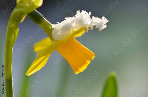 closeup on beautiful yellow narcissus coverd with snow blooming in a garden