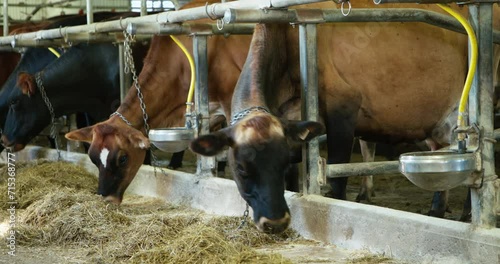 Jersey and canadian cow cattle eating on the ground in stall and rumining hay with tongue and mouth photo