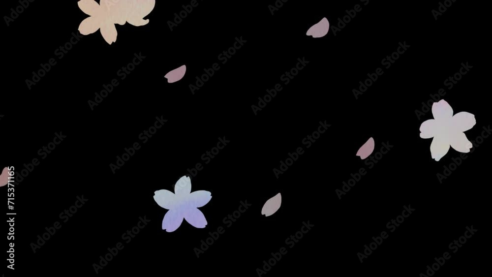 透明背景にカラフルな水彩の桜が舞う美しいループアニメーション。 透明背景にカラフルな水彩の桜が舞う美しいループアニメーション。
