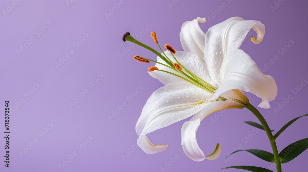 Lily flower on a plain purple background.  