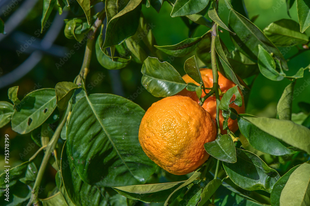 Fototapeta premium oranges ripen in an orange garden in the Mediterranean 20