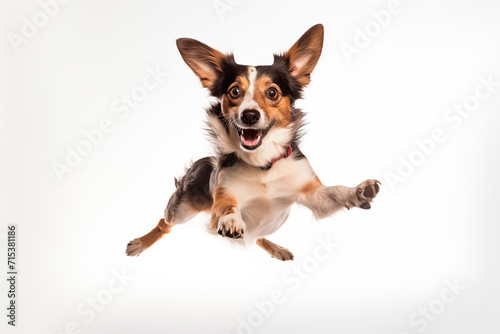Dog jumping in the air, white background. Generated Ai © Yuliya