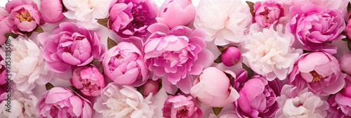 Large peonies on a white background photo