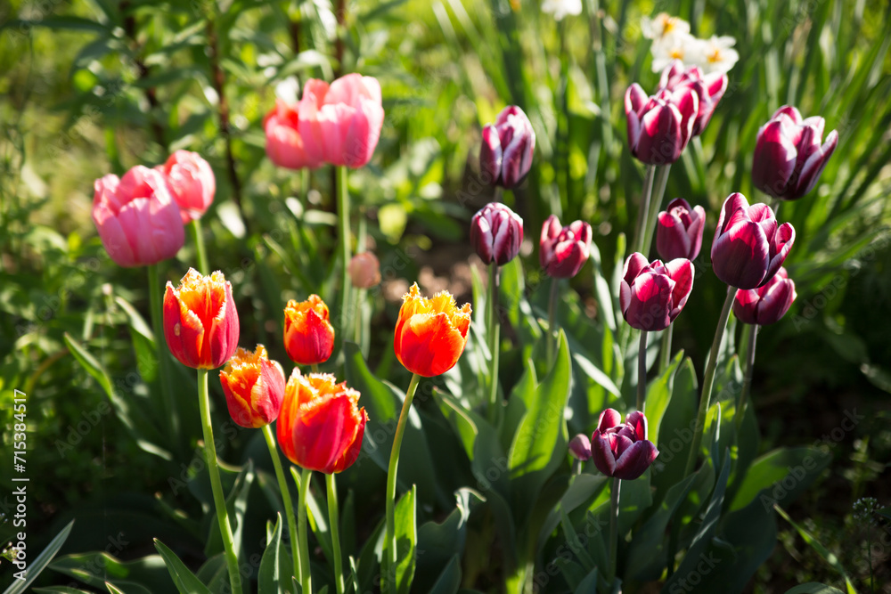 Colorful tulips in the garden on a sunny day.