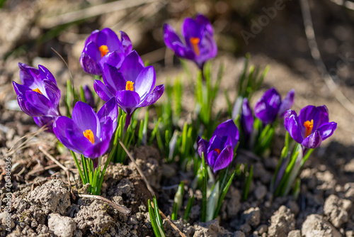 Group of Blossoming Lilac Crocus Flowers.