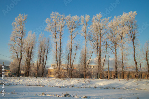 Cityscape with snow-covered poplars on a clear day.