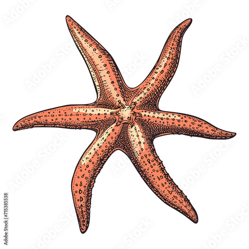 Sea star fish, vector illustration.