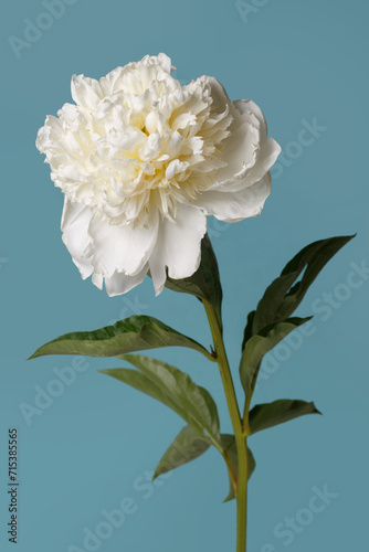 White peony flower isolated on blue background. © ksi