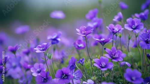 Purple flowers growing on field