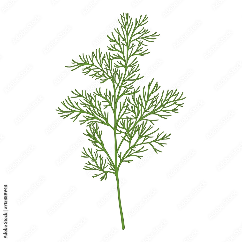 Green sprig of dill, shoot, branch. Vector illustration of kitchen herb isolated on a white background. Perfect for eco, vegan, organic and farm fresh food product branding. Green sprig of dill, shoot, branch. Vector illustration of kitchen herb isolated on a white background. Perfect for eco, vegan, organic and farm fresh food product branding.