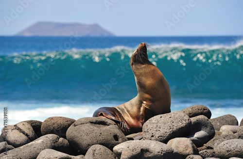 sea lion tans on a rock