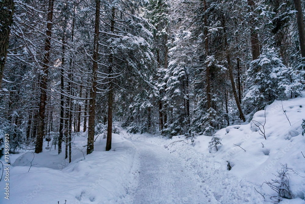 Winter Landscape Forest walk with icy temperatures Winter Landscape Forest walk with icy temperatures