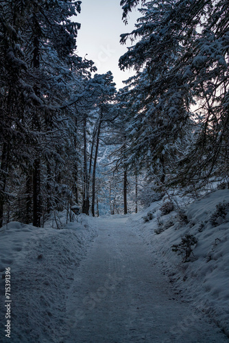 Winter Landscape Forest walk with icy temperatures 